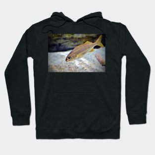 Bigeye Snapper Hoodie